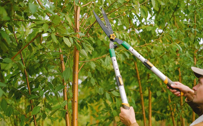 Tree trimming in Earlville, NY